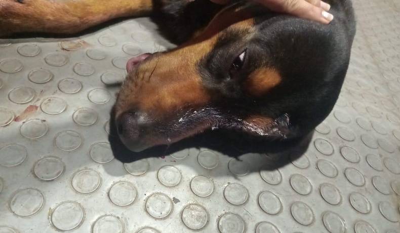 Gobernación hace un llamado urgente para frenar el maltrato animal en Fresno