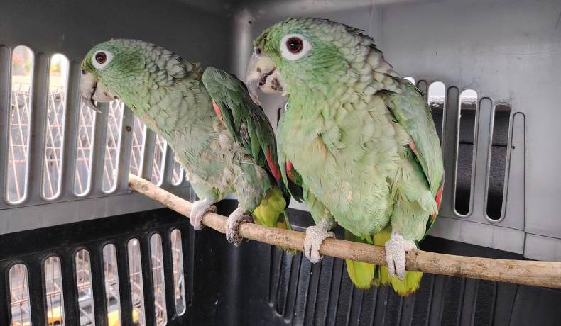 Policía incautó seis ejemplares de fauna silvestre