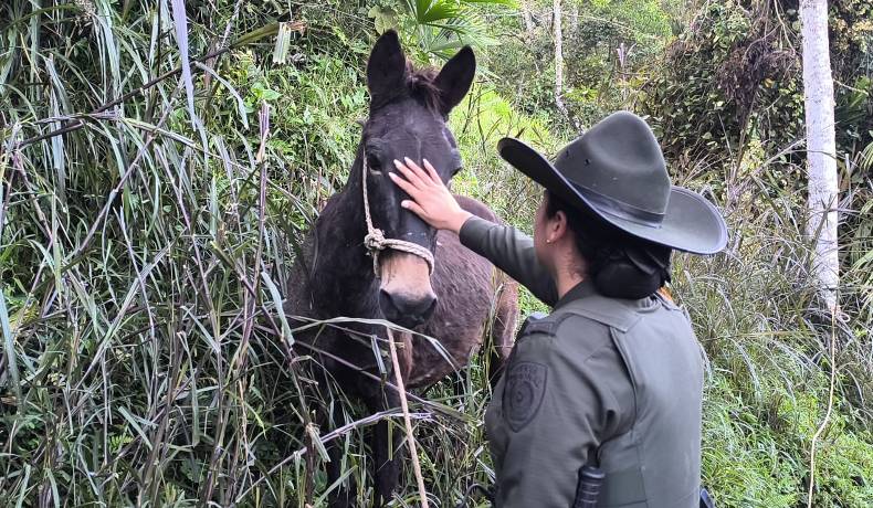 Antonio y sus amigos caninos se encuentran en buenas condiciones