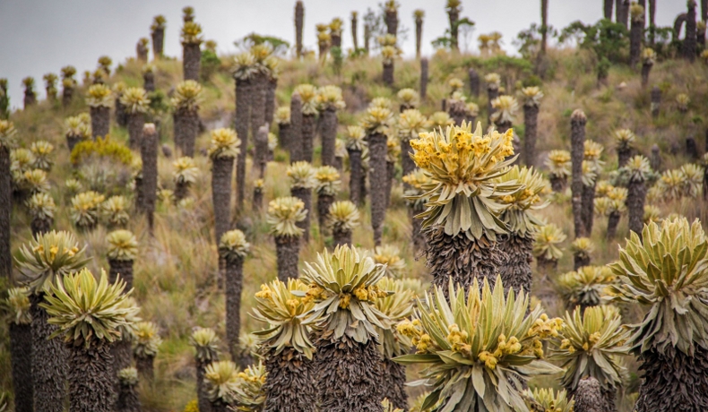 Páramo Vital, estrategia de Cortolima para la protección del complejo de páramo Los Nevados