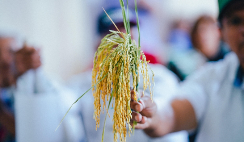 Gobernación del Tolima exige negociación entre productores y molineros para estabilizar precio del arroz