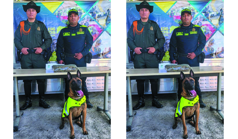 Policía incauta 1.400 gramos de marihuana enviados por encomienda