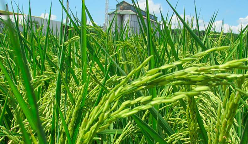 Gobierno invertirá $13.095 millones para construir molino de arroz en Palermo, Huila