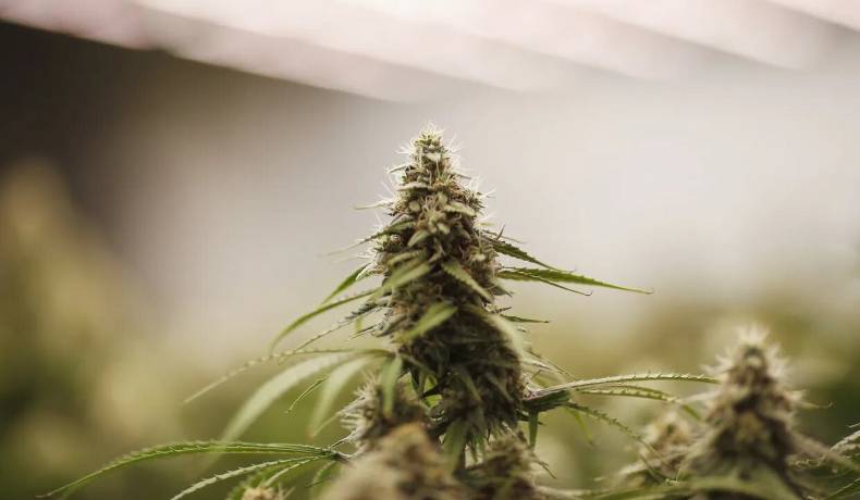 Venta legal de marihuana en EEUU genera más de 20 mil millones de dólares en impuestos