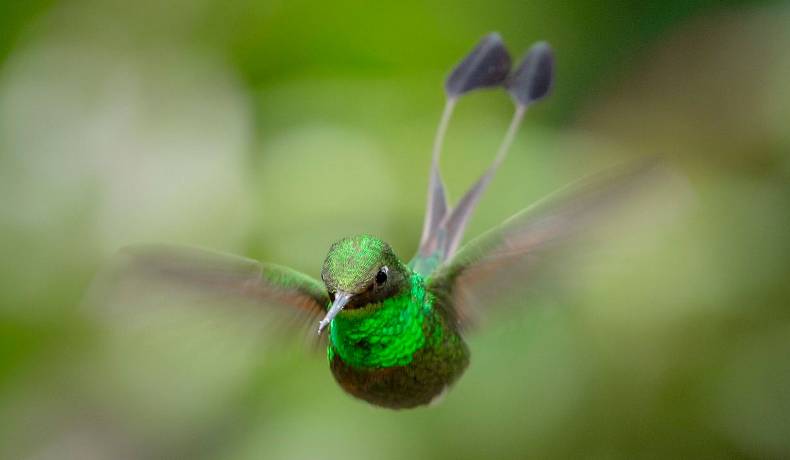 Colombia  busca consolidarse como país líder en avistamiento de aves en el Global Big Day 2024 mañana 11 de mayo 