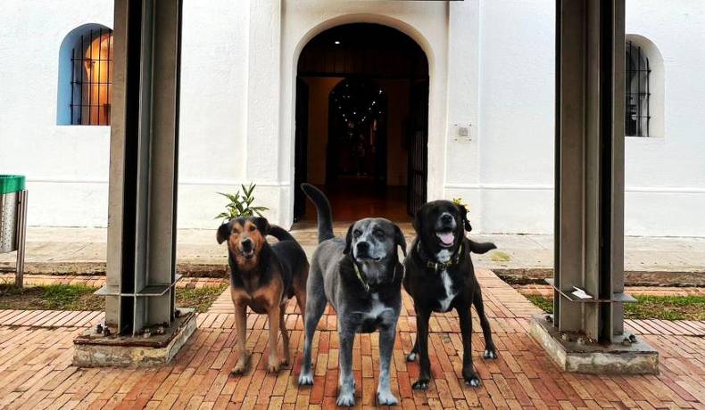 Alcaldía brindará hogar y atención veterinaria a los guardianes del Panóptico