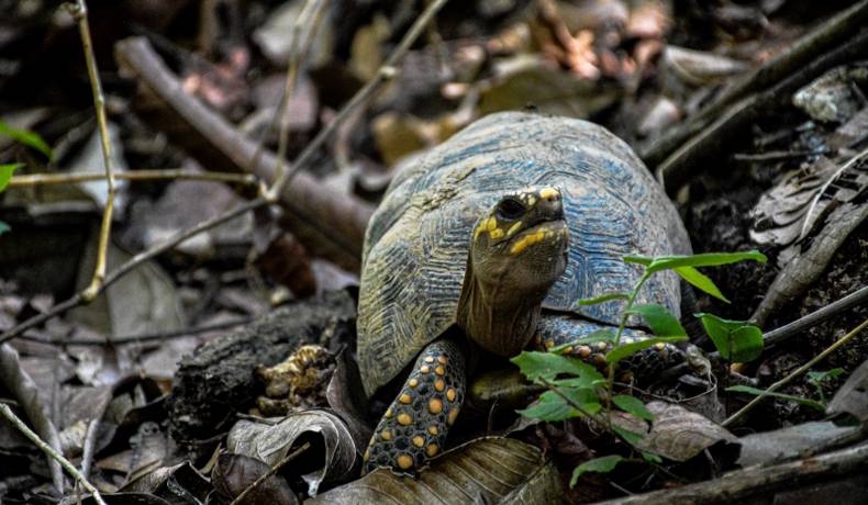 Día de la Diversidad Biológica: Cortolima llama al cuidado de la biodiversidad