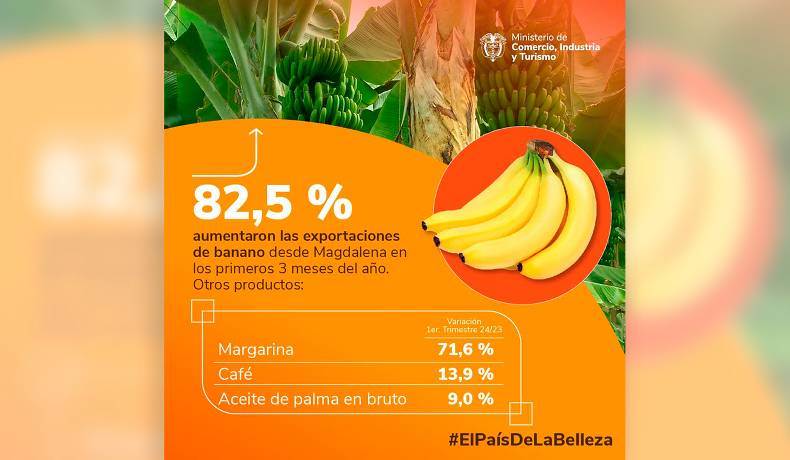 Magdalena exportó 33,7% del total de banano que vendió Colombia al mundo en el primer trimestre de 2024
