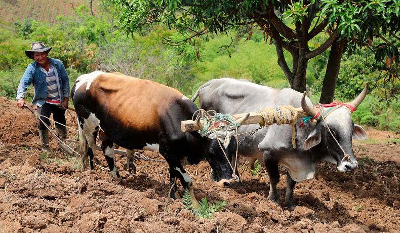 Gobierno entrega más de 6.000 hectáreas de tierra fértil a campesinos de 7 departamentos