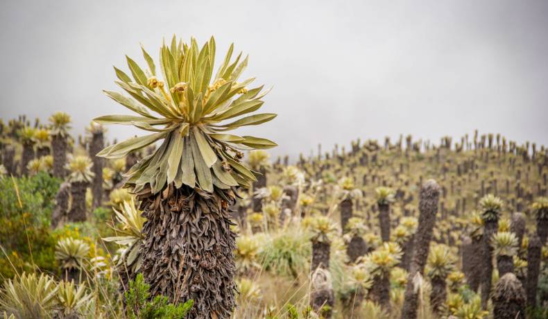 Cortolima trabaja por la recuperación de suelos y la protección de la biodiversidad