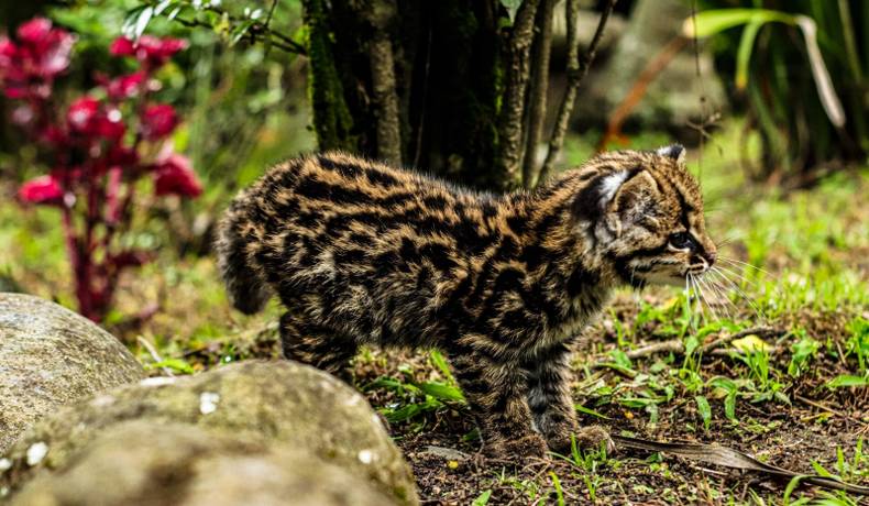 Cortolima trabaja por la recuperación de suelos y la protección de la biodiversidad