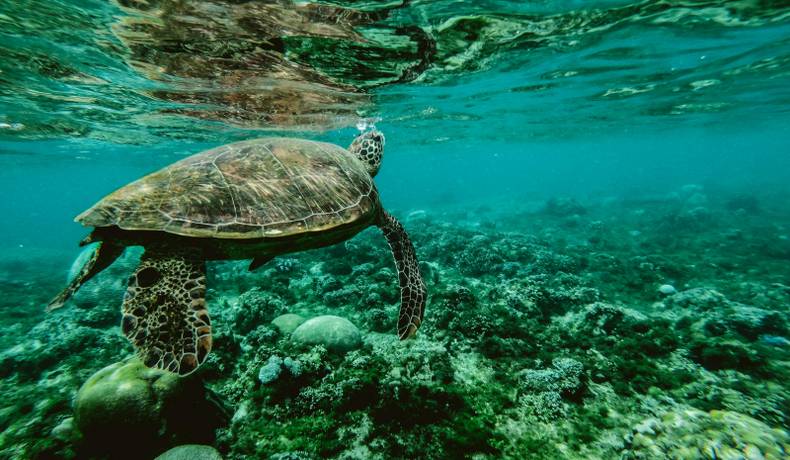 Unesco pide mayor inversión en ciencia para luchar contra el deterioro de los océanos