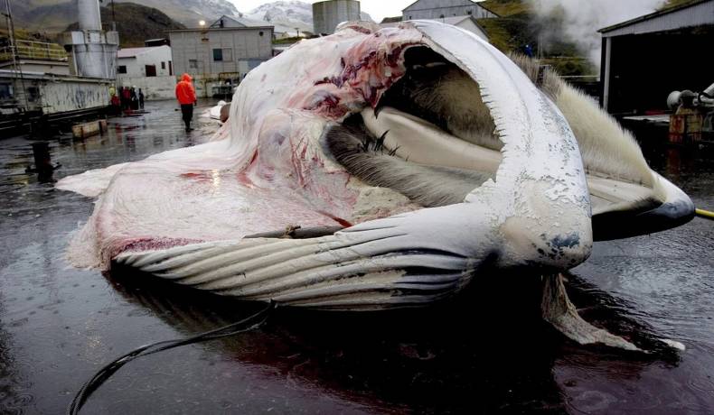 Islandia concedió permiso para cazar 128 ballenas en medio de fuertes críticas