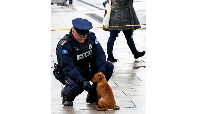 La capital de Kosovo paga 50 euros al mes a quien adopte perros callejeros