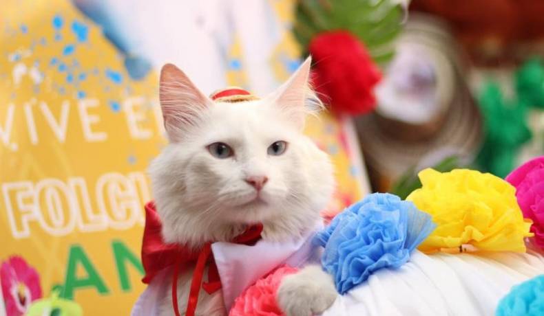 ¡Tercer Desfile Sampedrino de Mascotas!
