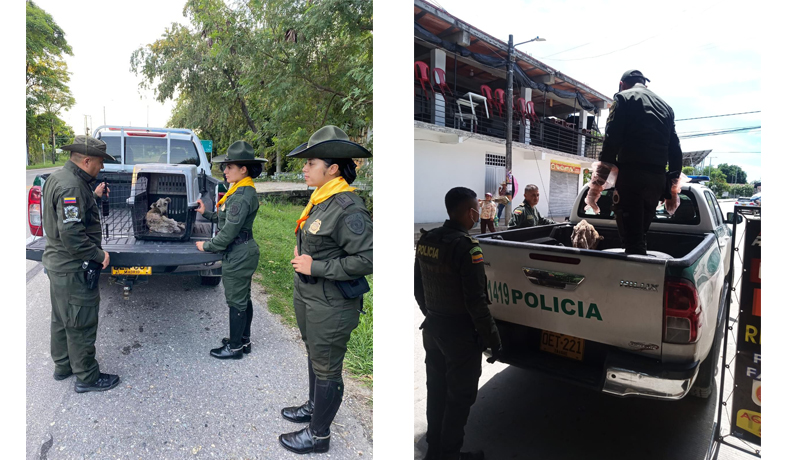 Carabineros rescatan perro abandonado 