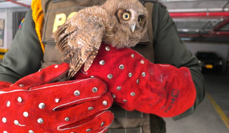 Rescate de fauna y operativos de seguridad en zona rural