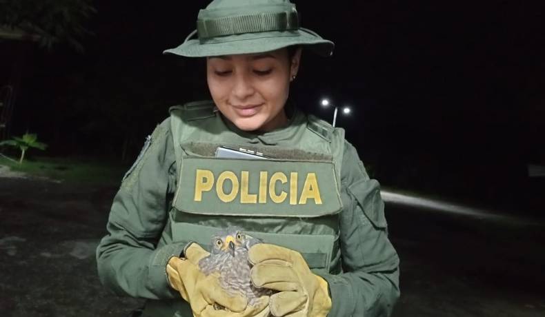 Rescate de fauna y operativos de seguridad en zona rural