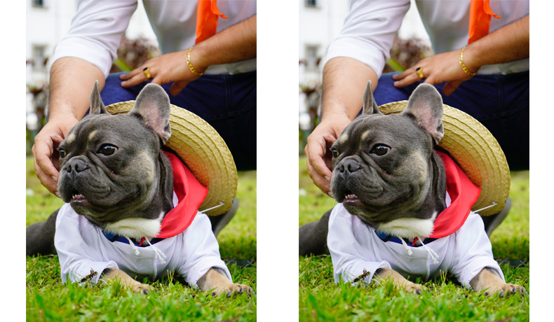 Tercer Desfile de Mascotas, en el Festival Folclórico Colombiano, será este sábado 22 de junio